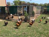 Chickens_running_out_of_coop